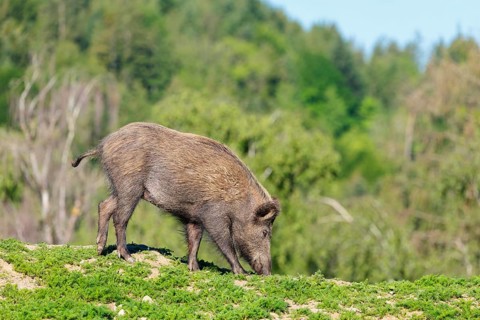 A female wild boar (Sus scrofa) searches for food on a mound in a green clearing on a sunny morning