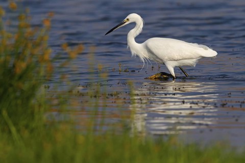 Animals, birds, heron, egret, biotope, habitat, foraging, (Egretta garzetta), Khawr Rawri, Salalah,