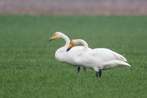 Whooper Swan (Cygnus cygnus), North Rhine-Westphalia, Germany