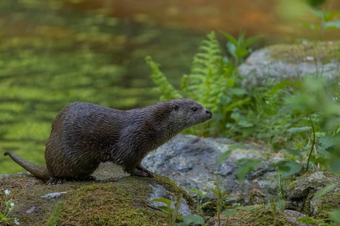 One Eurasian otter (Lutra lutra), walking over a mossy rock. Green water reflections in the