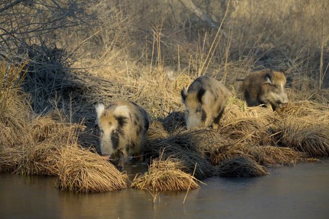 Wild boar (Sus scrofa), crossbreed, domestic pig (Sus scrofa domesticus), riparian forest, ice,