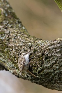 Short-toed Treecreeper (Certhia brachydactyla), Baden-Wuerttemberg, Germany