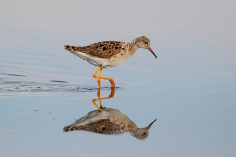 Ruff (Calidris pugnax), Greece