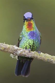 Fiery-throated Hummingbird (Panterpe insignis), Costa Rica