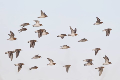 Red-necked Stint (Calidris ruficollis) group flying, Dornod Province, Mongolia