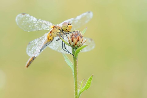 Ruddy Darter (Sympetrum sanguineum), female with a dewdrop, North Rhine-Westphalia, Germany