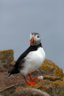 Atlantic Puffin, Common Puffin. Fratercula arctica, at the cliffs of Latrabjarg, Iceland