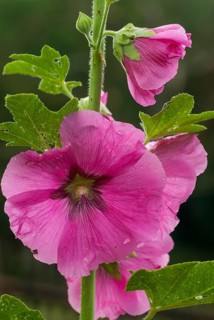 Alcea rosea, althaea rosea, marshmallow, malvaceae, mallow, hollyhock, flora, high size, vertical