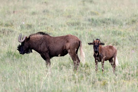 White-tailed wildebeest (Connochaetes gnou), adult, female, mother, young, alert, Mountain Zebra