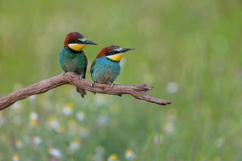 Bee-eater, (Merops apiaster), pair, perch, Tiszaalp-r, Kiskuns-gi National Park, B-cs-Kiskun,