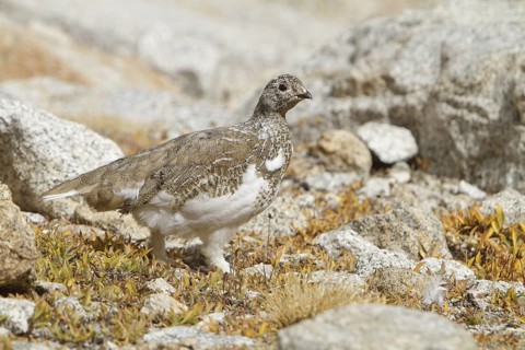 White-tailed Ptarmigan (Lagopus leucura), California, USA