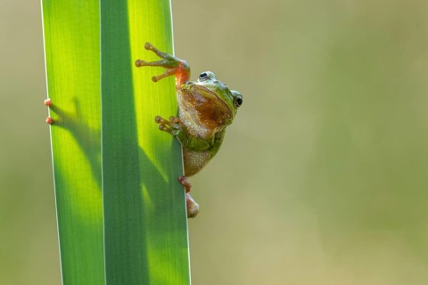 European tree frog (Hyla arborea), Zandvort, Netherlands