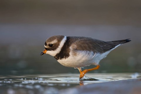 Common Ringed Plover (Charadrius hiaticula) foraging, North Rhine-Westphalia, Germany
