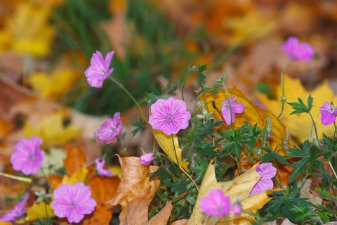 Flowering cranesbill (Geranium), in autumn foliage, North Rhine-Westphalia, Germany