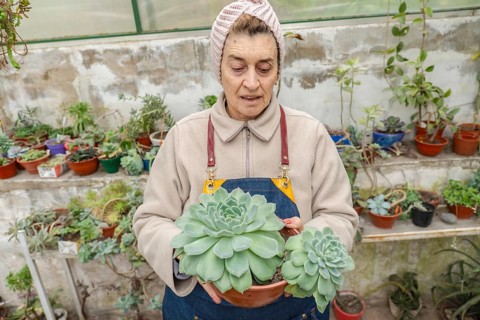 Older woman wearing a pink knit headband holds out a large echeveria succulent with multiple