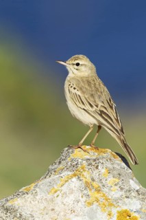 Tawny Pipit (Anthus campestris), Mallorca, Spain