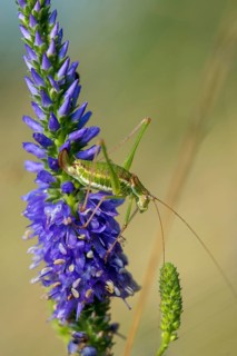 Bohemian Highlands, Czech Republic, striped tenderhopper, grasshoppers, deciduous locusts,