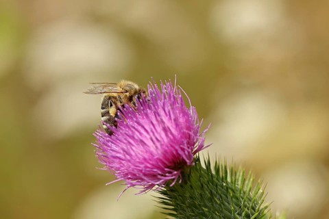 European honeybee (Apis mellifera) collecting nectar from a flower of the field thistle (Cirsium