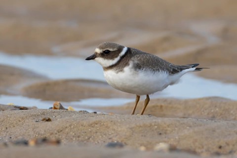 Ringed plover (Charadrius hiaticula) juvenile young wading bird on a beach, Norfolk, England,