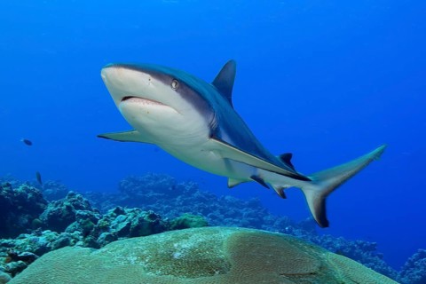 Underwater photograph of a Grey reef shark (Carcharhinus amblyrhynchos) . The predatory fish swims