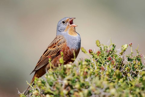 Cretzschmar's Bunting (Emberiza caesia) male singing, Lesvos, Greece
