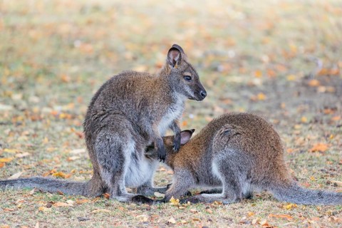 A female red-necked wallaby (Macropus rufogriseus) nurses her not-so-young joey on a cloudy day in