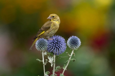 European greenfinch (Chloris chloris) juvenile garden bird on a Globe thistle (Echinops ritro)