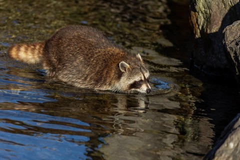 One Raccoon, Procyon lotor, looking for food between the pebbles in shallow water