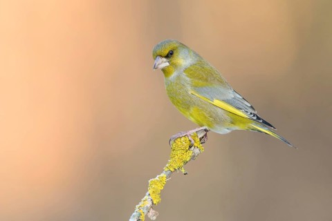 European Greenfinch (Chloris chloris) male perched on a lichen branch, Poland