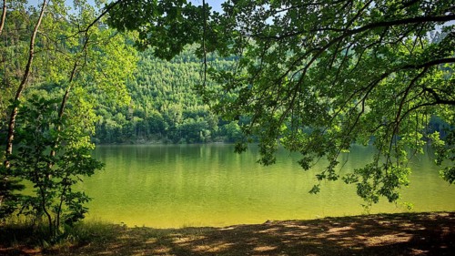 A quiet shore with shady branches and forest in the background, idyllic bathing area on Hohenwarte