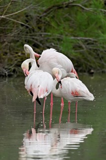 Three greater flamingos (Phoenicopterus roseus), standing in the water, Camargue Regional Nature
