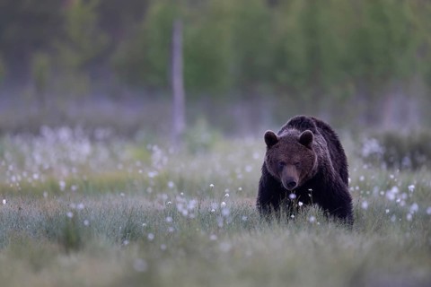 Brown bear (Ursus arctos) in the Finnish taiga, Kuusamo, Finland