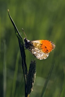 Anthocharis cardamines, aurorafter, orange tip, butterfly, backlight, high size, portrait format,
