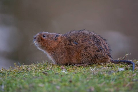 Water vole (Arvicola amphibius) adult rodent mammal on a river bank, England, United Kingdom