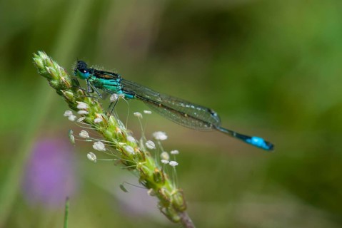 Iberian Bluetail, Ischnura Graellsii, Spanish Dragonfly, Damselflies, Dragonflies, Extremadura,