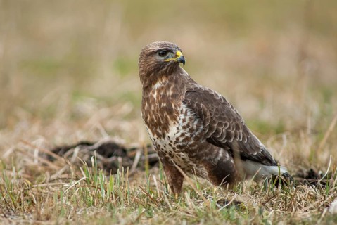 Accipitriformes, buzzard, buteo buteo, buzzard, buzzard, birds of prey, leo, raptor, raptors, birds