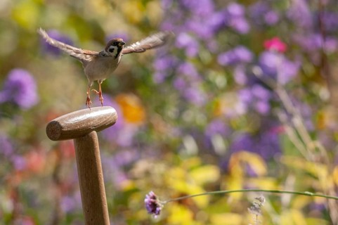 Tree sparrow, Passer Montanus, sparrow, tree sparrow, birds, garden, passeri, songbirds, sparrow,