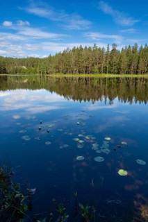 View across Ongeltjørn, water lilies (Nymphaea), Telemark, Norway