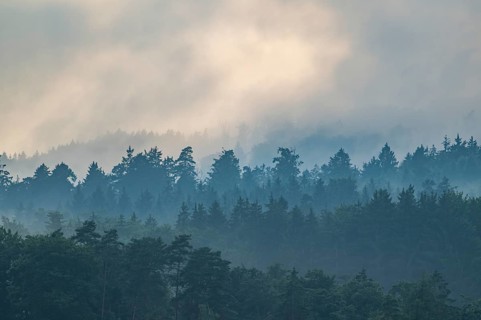 Rising fog in the evening over the forest, near Regensburg, Upper Palatinate, Bavaria, Germany