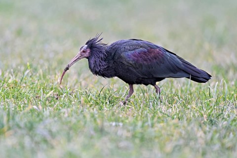 Northern bald ibis (Geronticus eremita), foraging in a meadow, Canton Zug, Switzerland