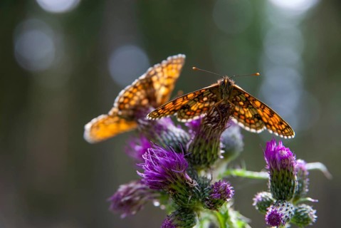 Common butterflies, heath fritillary, melitaea athalia, quail wheat moth, butterfly, insects,