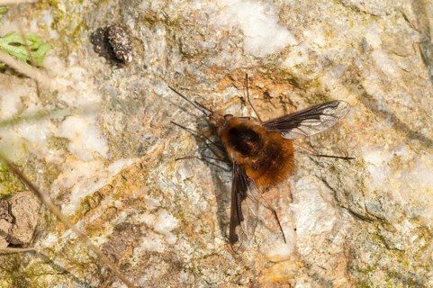 Bombyliidae, Bombylius major, flies, large woolswear, woolswear, arge bee-fly, diptera, insects,