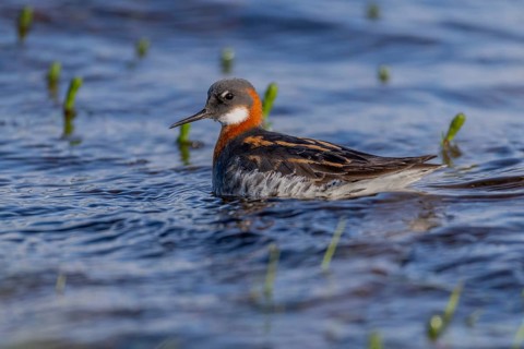 Odin's chicken (Phalaropus lobatus), in splendour, hunting insect larvae, Vadsö, Varangerfjord,