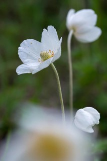 Anemone sylvestris, large anemone, buttercup family, ranunculaceae, forest anemone, anemone,