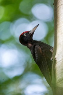Black Woodpecker, Dryocopus Martius, Black Woodpecker, Birds, High Size, Portrait, Male, Piciform,
