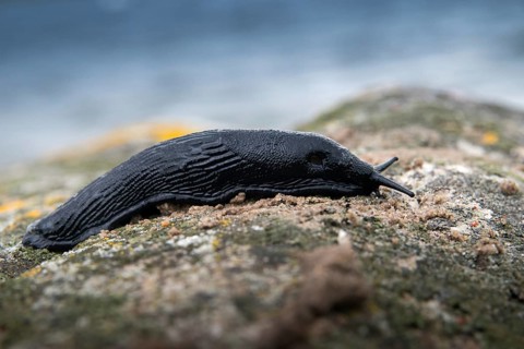Arion Rufus, Arionidae, big red snail, red slug, red snail, snails, gastropods, mollusca, snails,