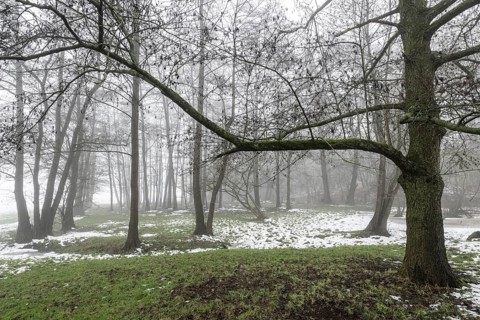 Black alder (Alnus glutinosa) in a misty floodplain landscape, Emsland, Lower Saxony, Germany