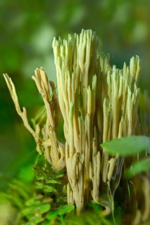 Clavaria apiculata, clavaria densissima, clavariella apiculata, green-tipped coral fungus,