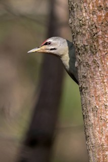 Grey-headed Woodpecker woodpecker, grey-faced woodpecker, grey-headed woodpecker, picus canus,