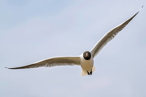 Black-headed Gull, Chroicocephalus ridibundus, bird in flight, England, United Kingdom